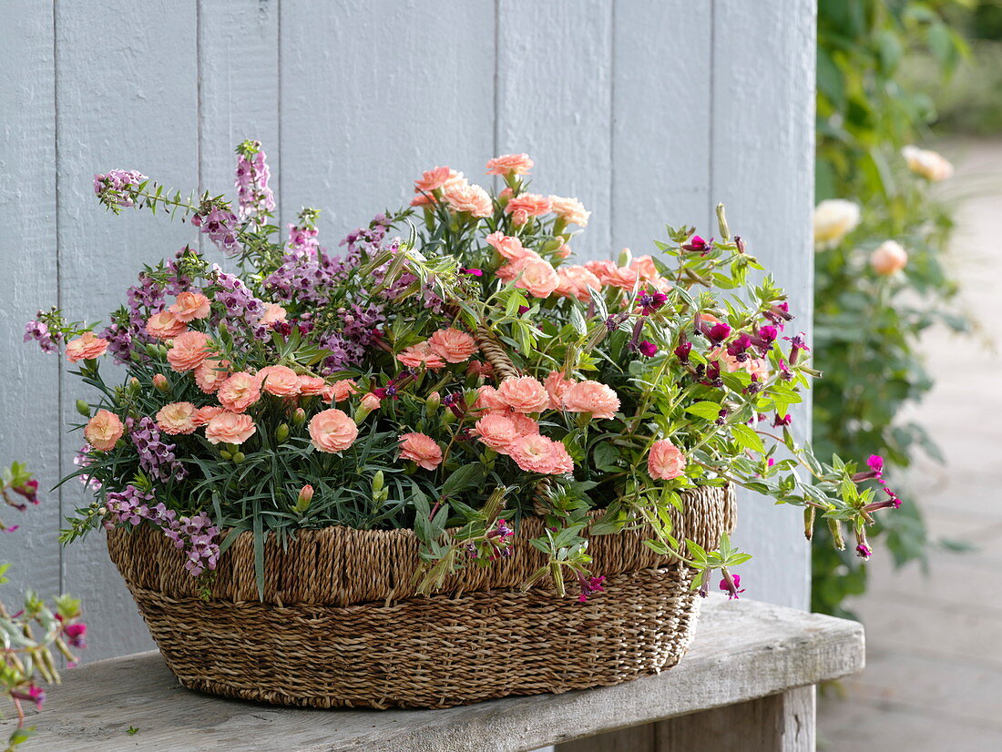 Basket with Dianthus caryophyllus, Angelonia Angelwings 'Pink'