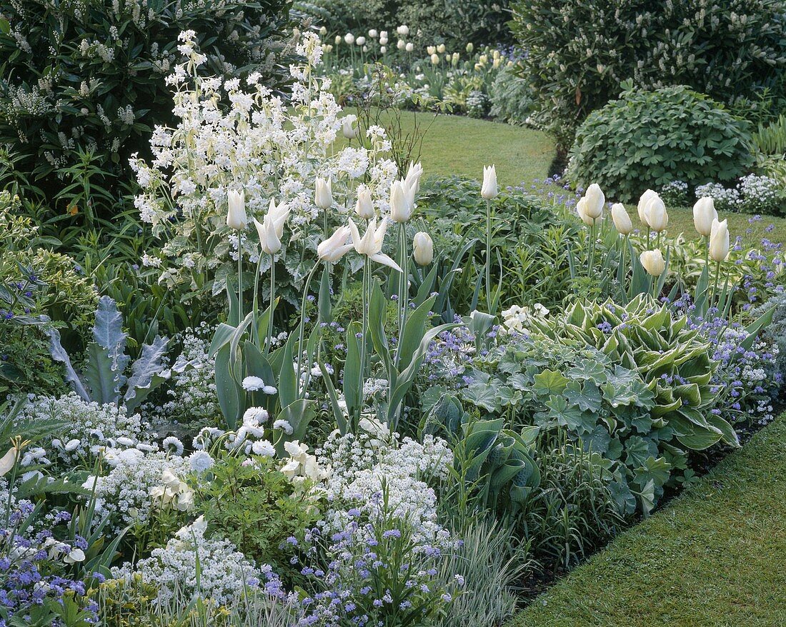 Nichols : Weißes Beet mit Tulipa (Tulpen), Hosta (Funkien), Alchemilla (Frauenmantel)