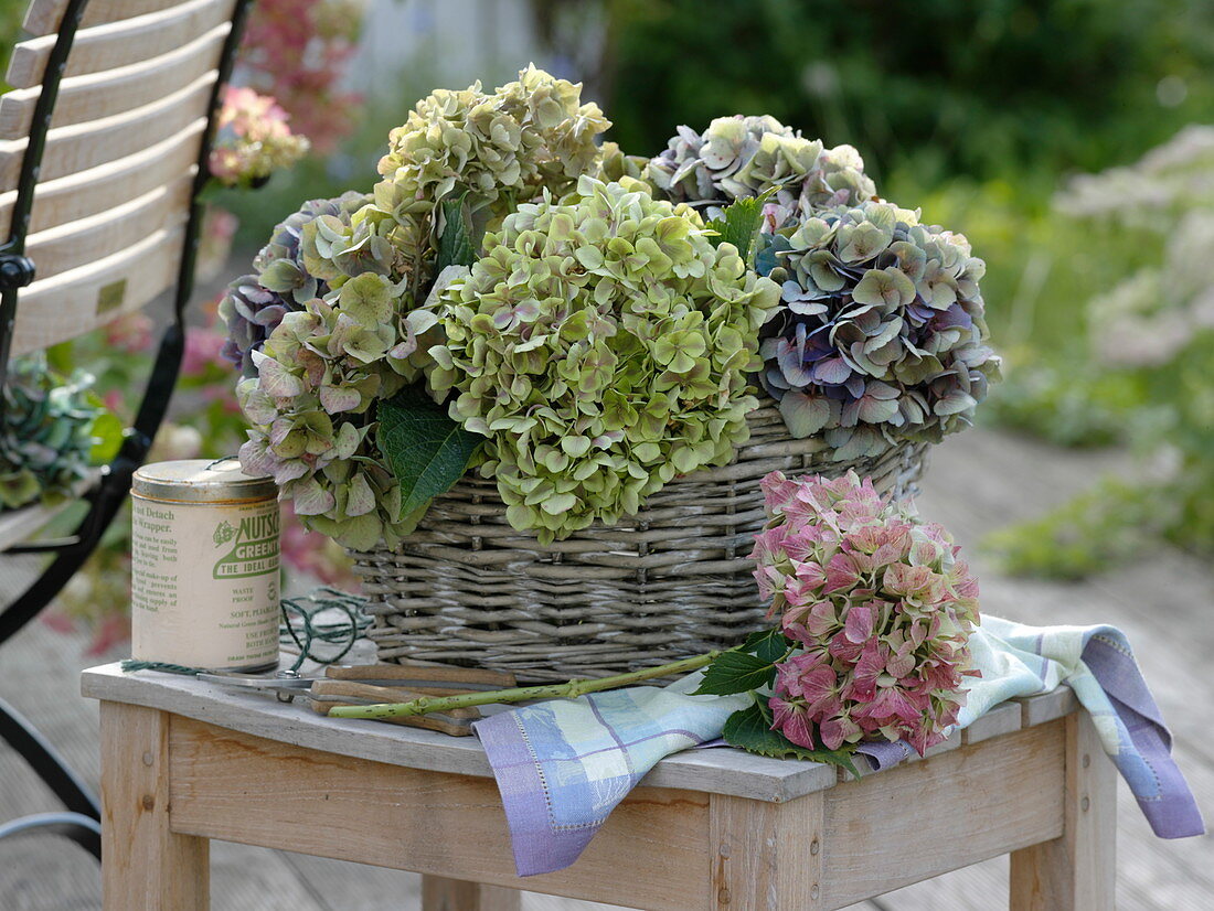 Hydrangea (Hortensienblüten) im Korb