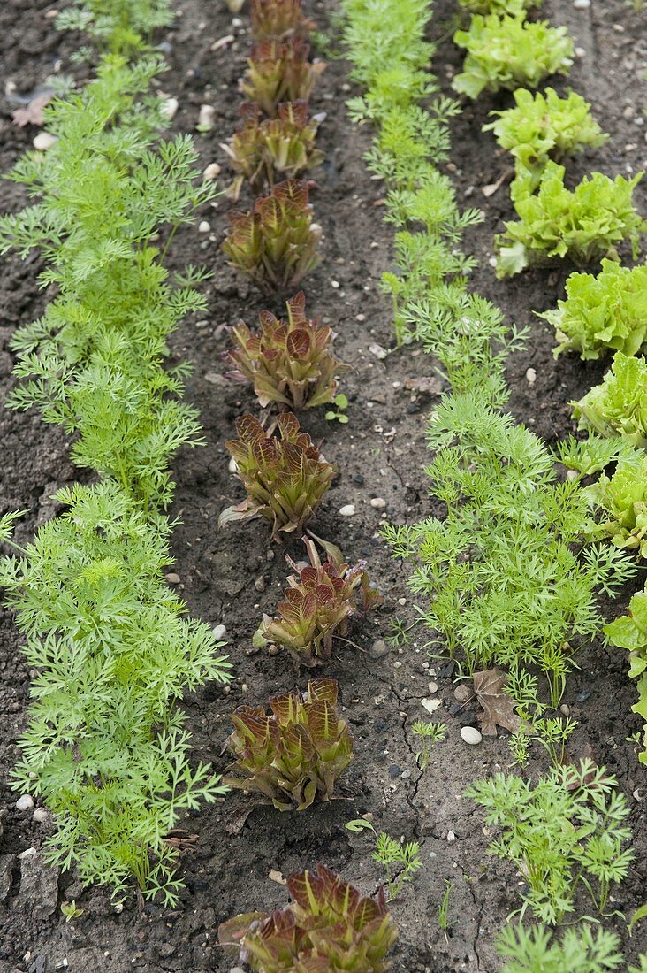 Mischkultur mit bunten Salaten (Lactuca) und Karotten (Daucus)