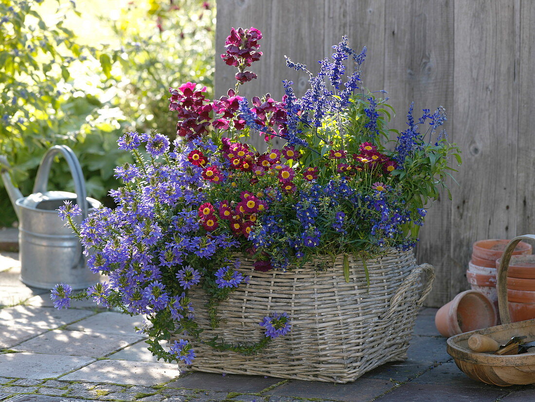 Late summer plant basket with Argyranthemum 'Meteor Red'