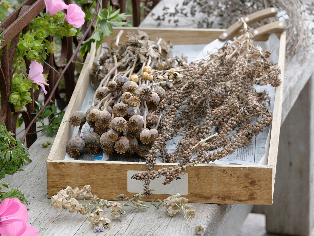 Harvested seeds in wooden box