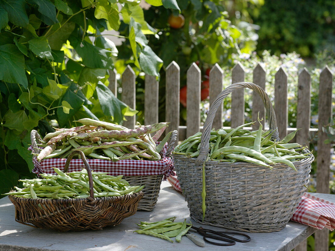 Freshly harvested beans (Phaseolus)