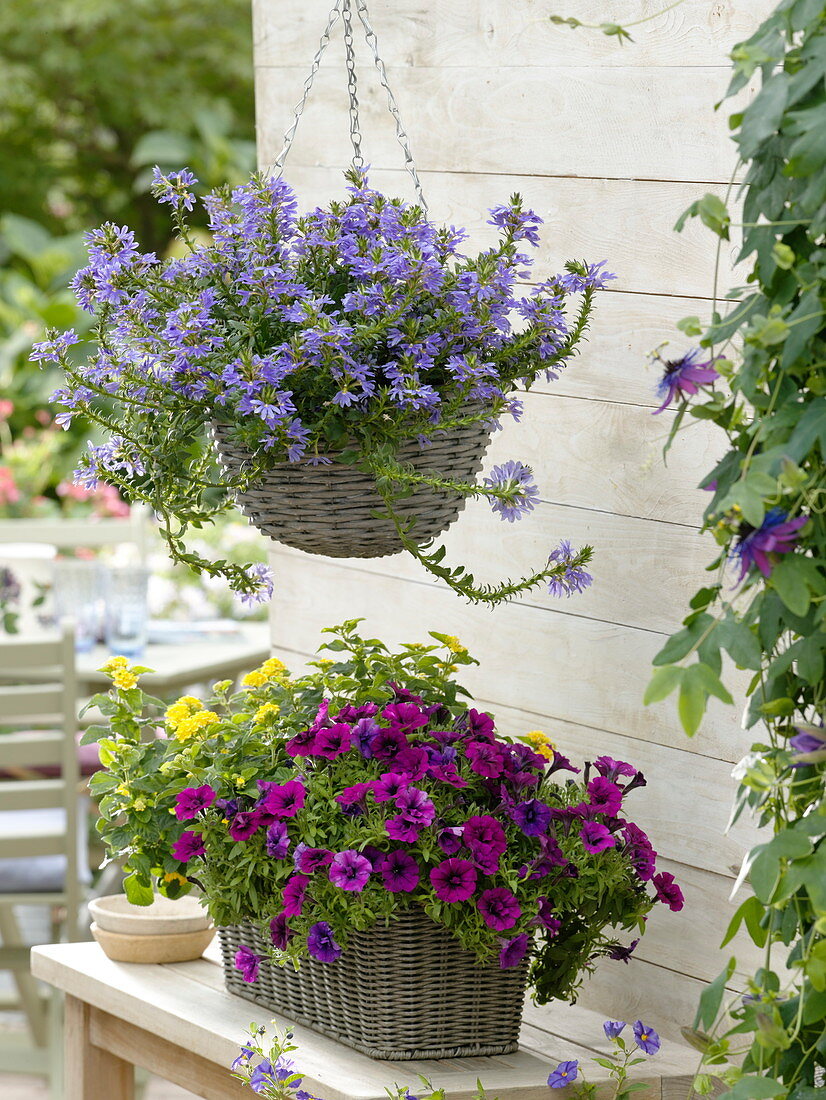 Scaevola 'Top poT Blue' fan flower basket, basket box with Petunia Tiny