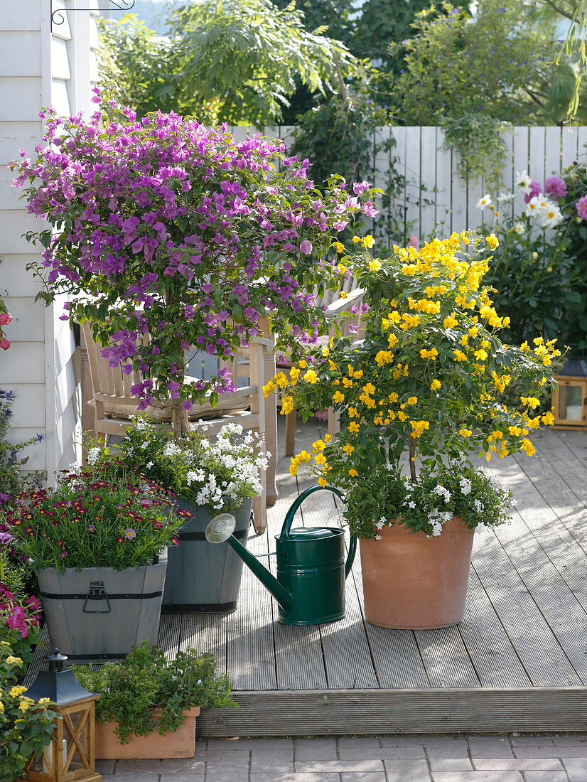 Bougainvillea, Cassia corymbosa (Gewürzrinde) unterpflanzt mit Solanum