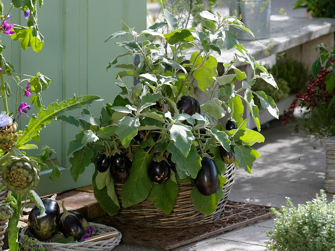 Mini-Aubergine 'Ophelia' (Solanum melongena) in Korb
