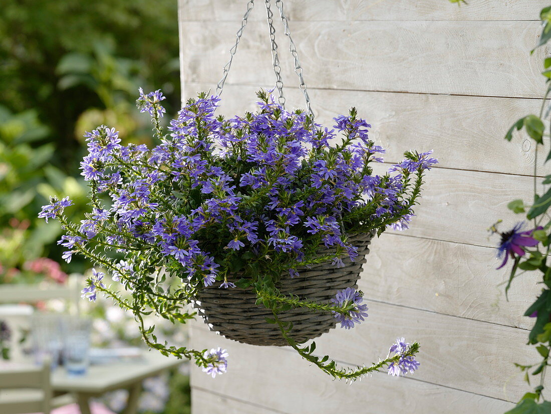 Scaevola 'Top pot blue' (fan flower) in hanging basket