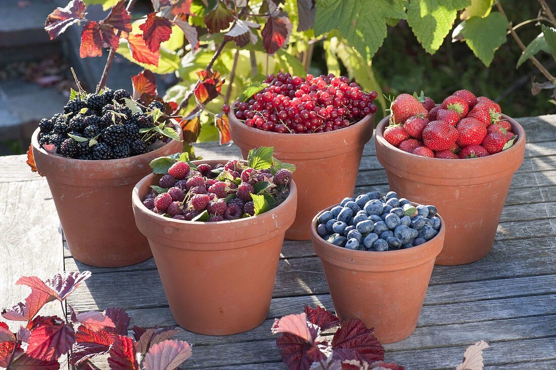 Himbeeren, Brombeeren (Rubus), Johannisbeeren (Ribes), Heidelbeeren