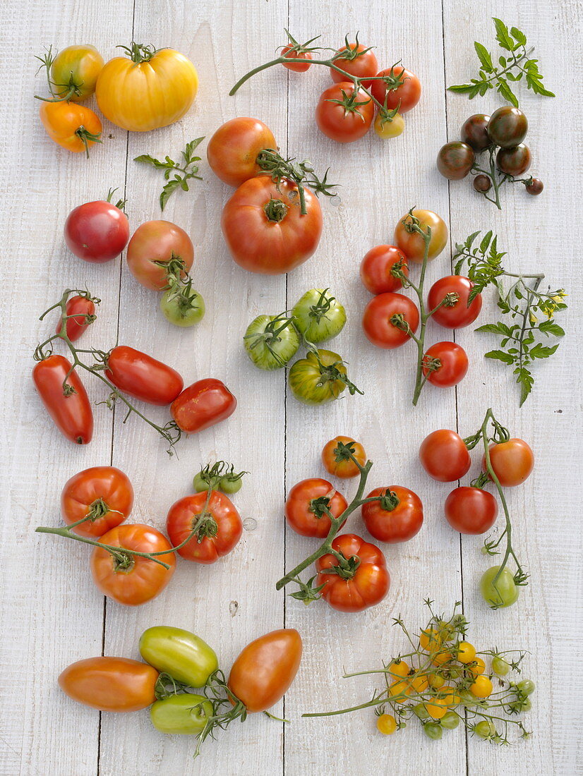 Tomaten-Tableau