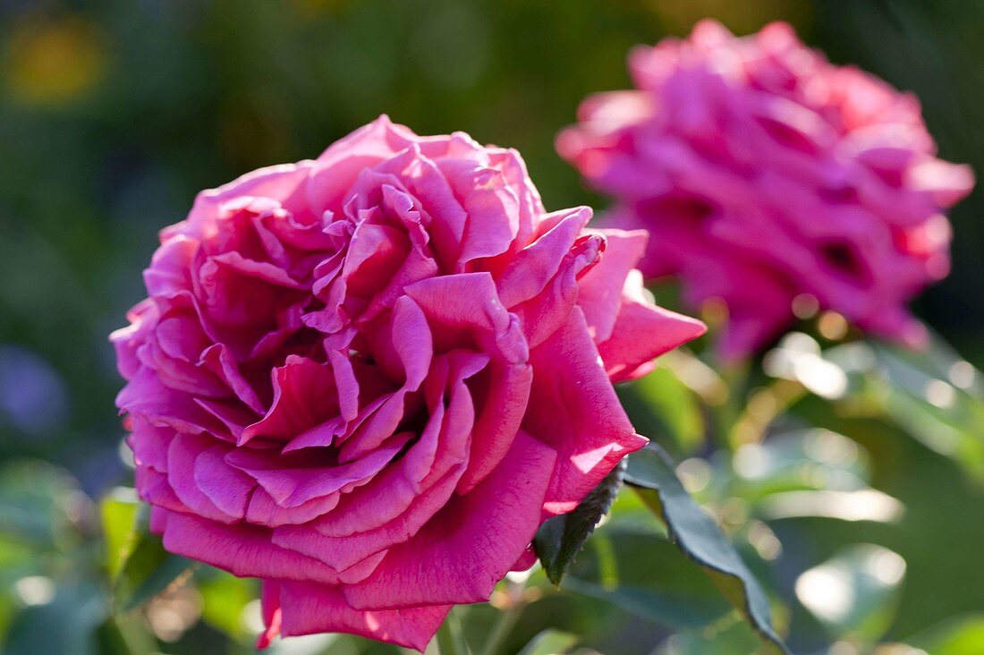 Rosa 'Harald Wohlfahrt' (Gourmet - Rose von Delbard)