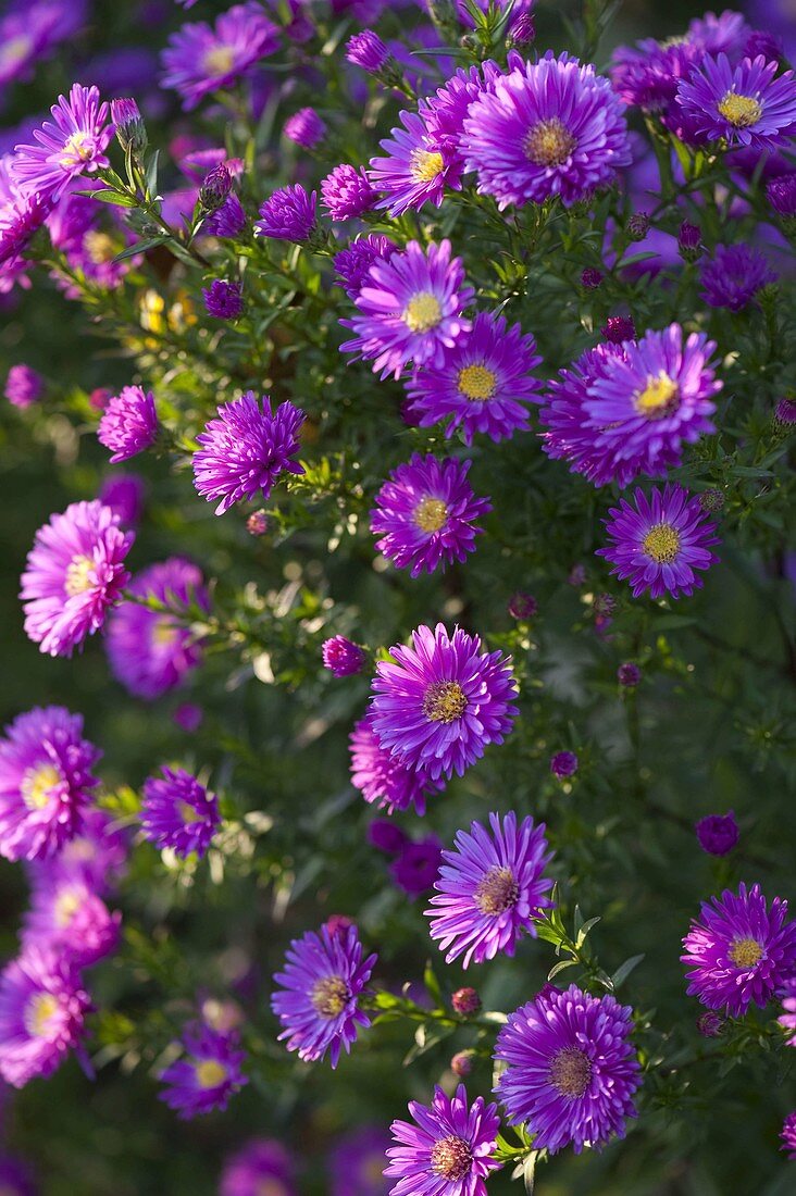 Aster novi-belgii 'Fuldatal' (Glattblattaster, Herbstaster)