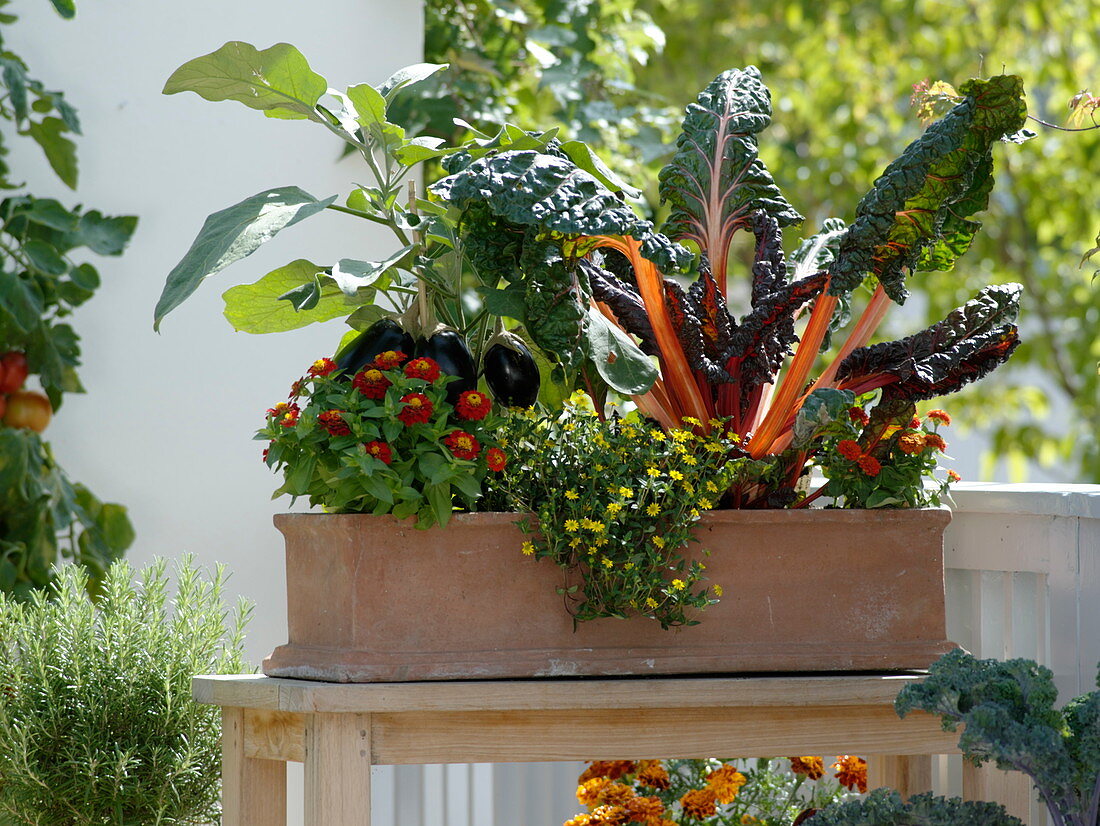 Vegetables and herbs on the balcony