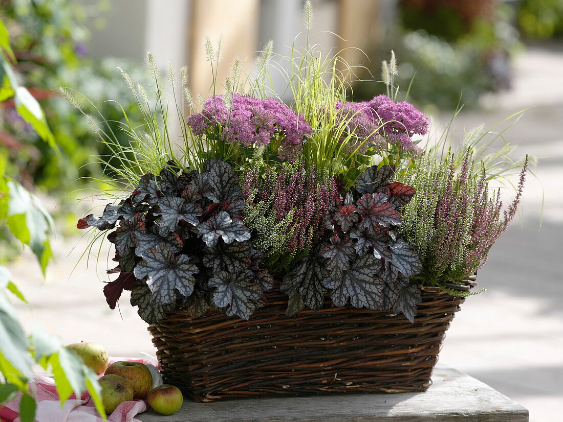 Autumnal plant basket with Heuchera 'Velvet Night'
