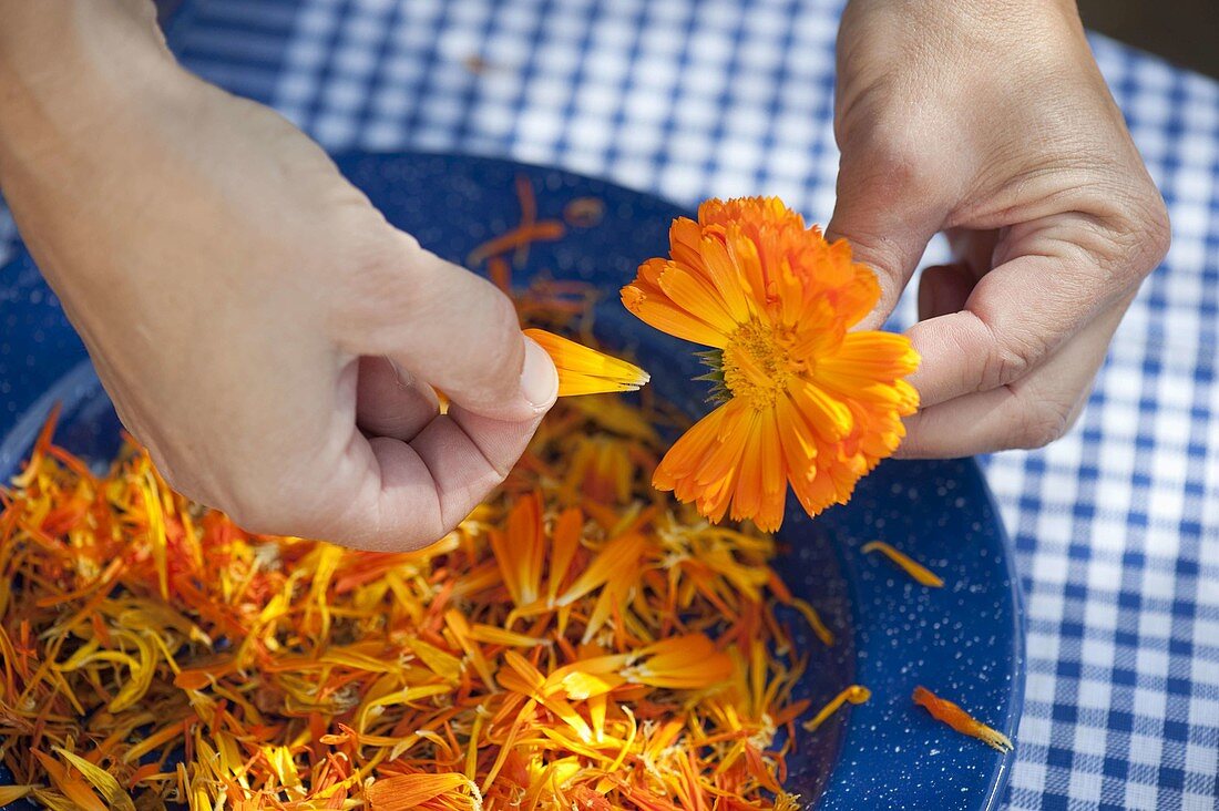 Petals of marigolds drying