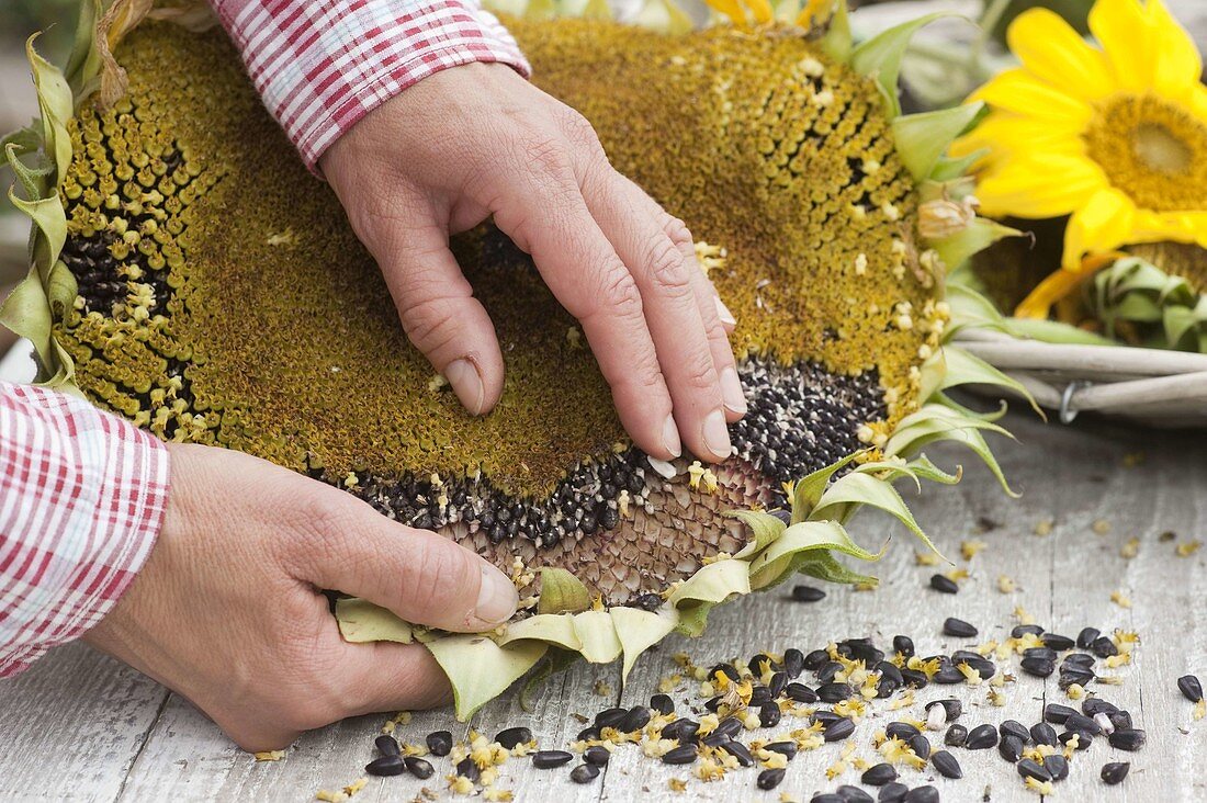 Harvesting Helianthus seeds (sunflower)