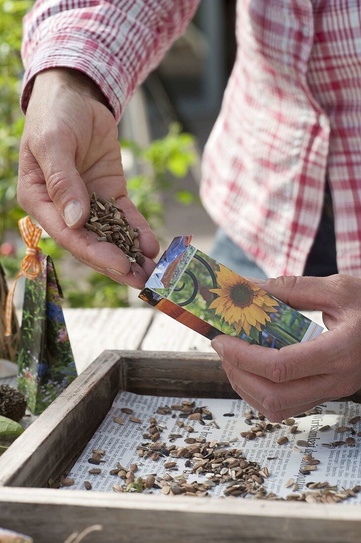 Fill dried seeds of Helianthus (sunflower) in bags