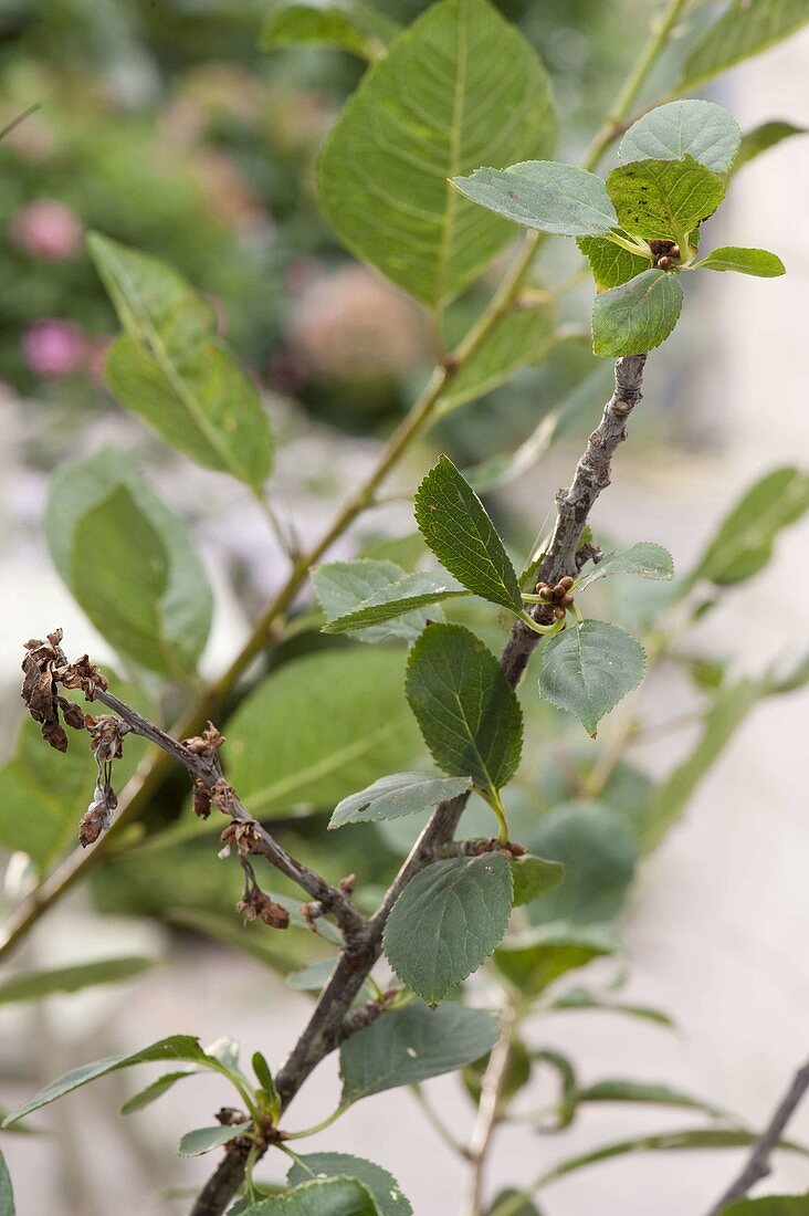Monilia (tip drought) on cherry tree (amarelle)