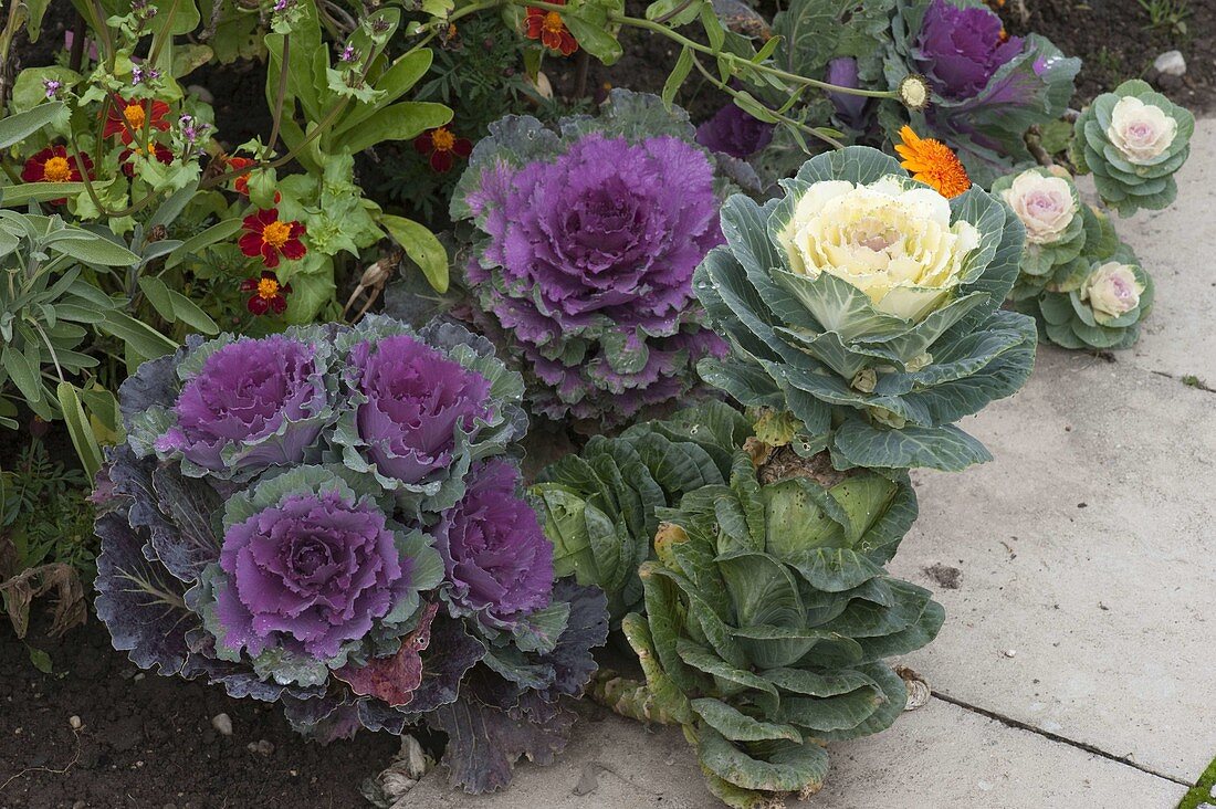 Brassica oleracea 'Red Pigeon', 'White Pigeon' (Cabbage)