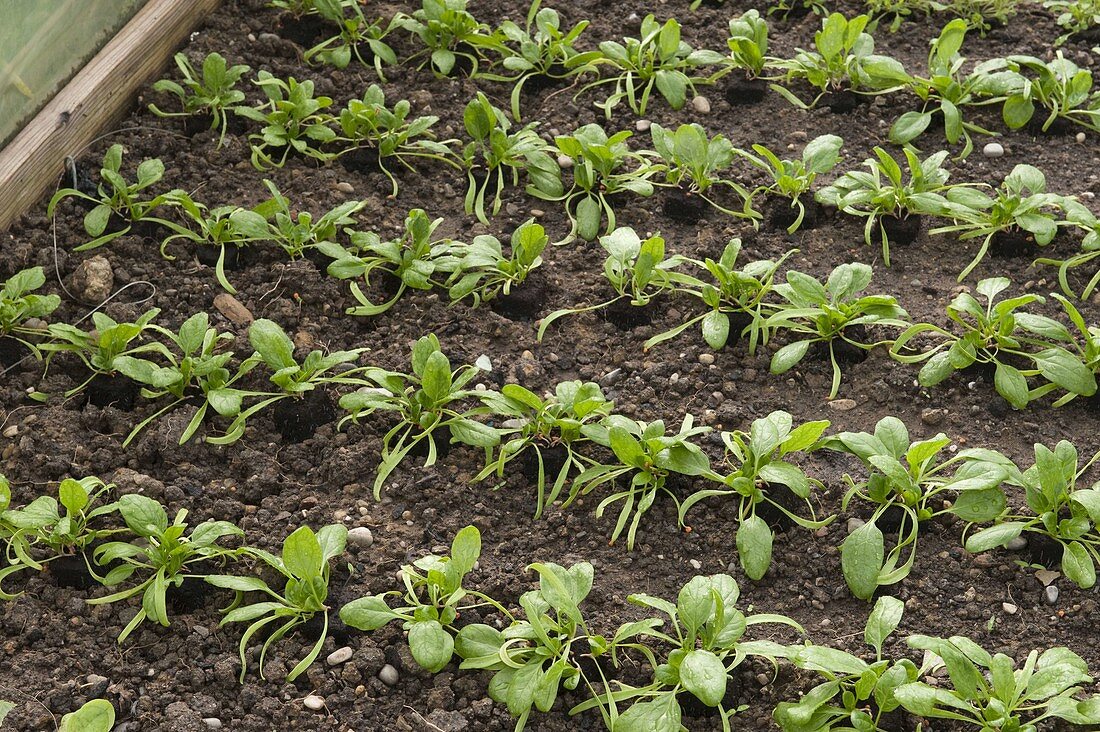 Gewächshaus mit frisch gesetzten Spinat (Spinacia) Jungpflanzen