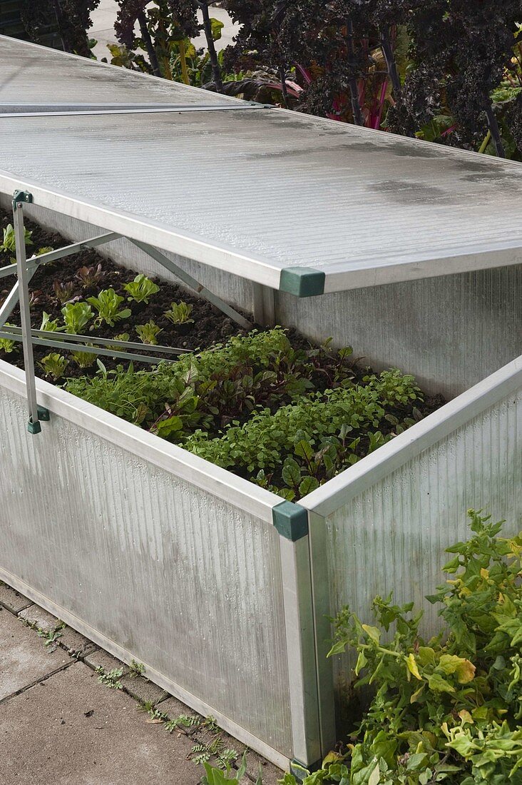 Cold frame with young plants of different salad varieties