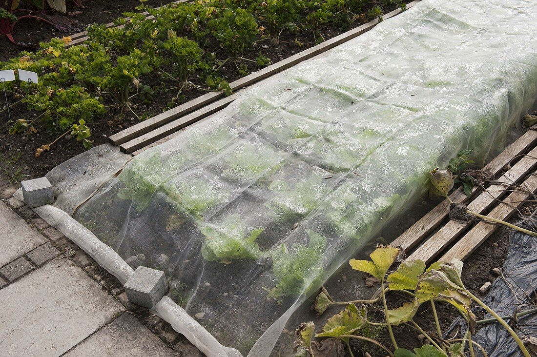 Vegetable net protects freshly planted lettuce plants from pests
