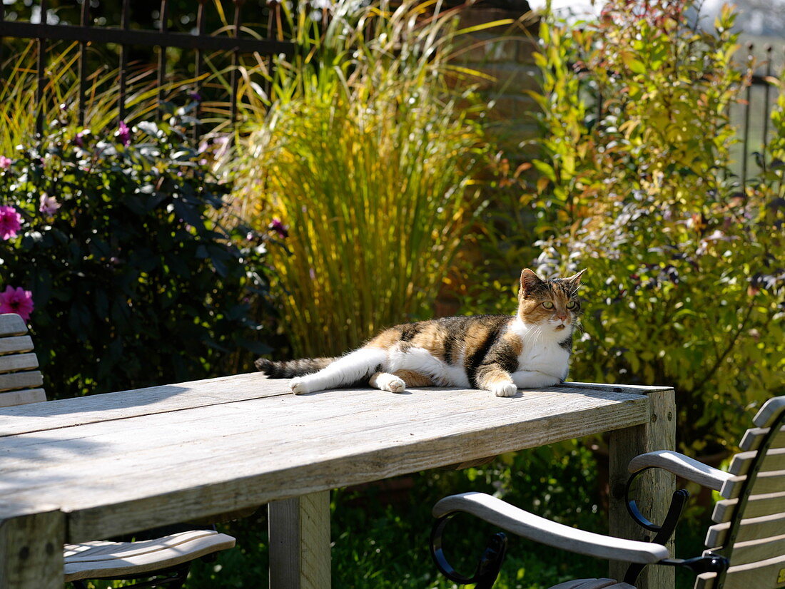 Cat Minka sunbathing on a table