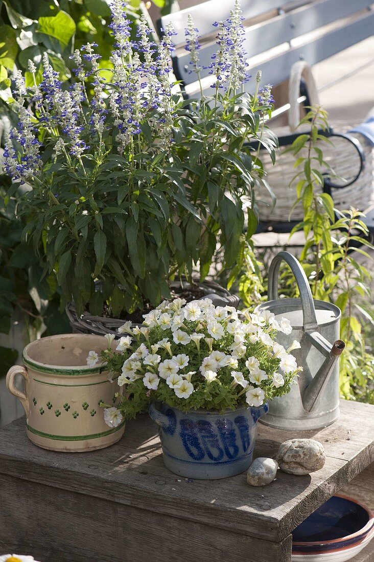 Salvia farinacea (flour sage), Petunia (petunia) in salt glaze pot