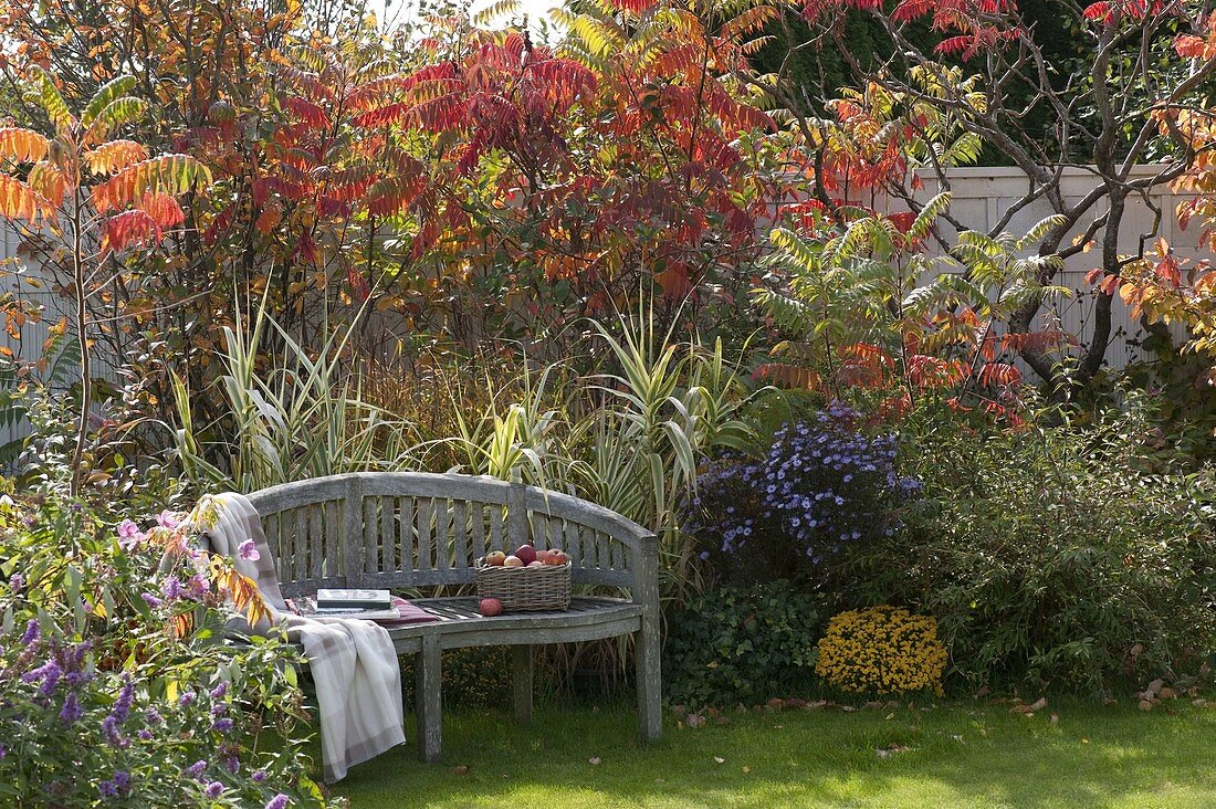Semicircular bench in front of autumnal bed with Arundo donax 'Versicolor'