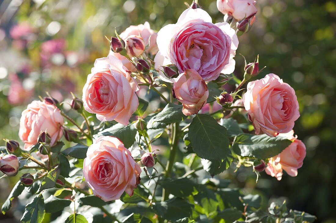 Rosa 'Amelia Renaissance' (Strauchrose), öfterblühend, stark duftend