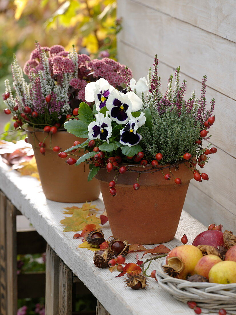 Clay pots with autumn planting
