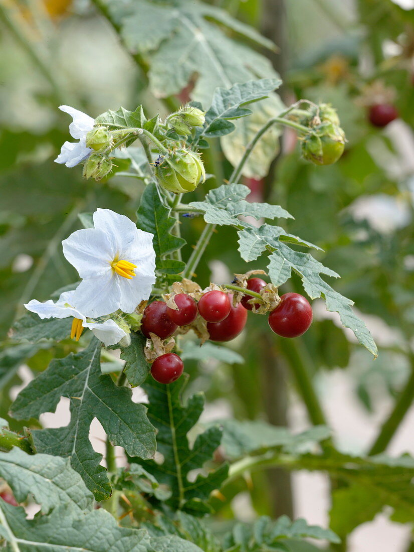 Solanum sisymbriifolium (Lycheepflaume)