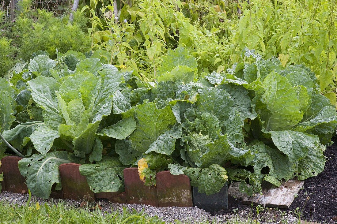 Chinese cabbage (Brassica rapa subsp. Pekinensis) in the vegetable patch