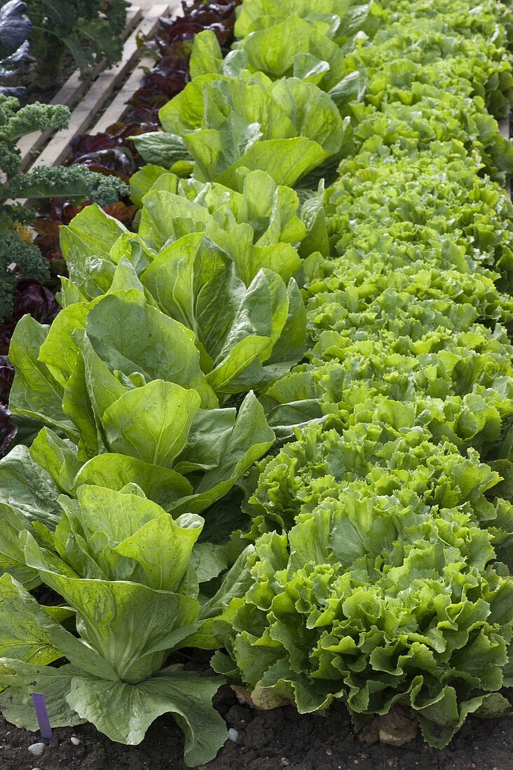 Endive salad, romaine lettuce, romaine lettuce