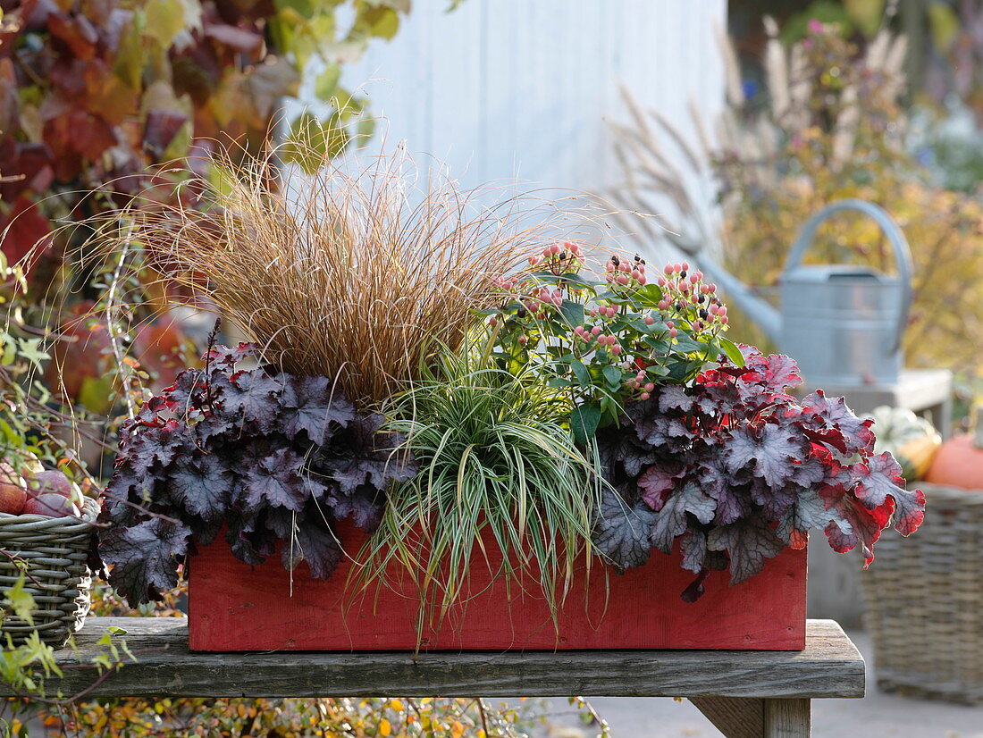 Roter Herbstkasten mit Hypericum 'Magical Beauty' (Johanniskraut), Heuchera