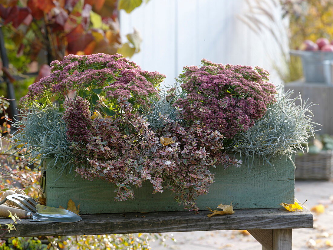 Autumn box with Sedum 'Rosenteller', Abelia grandiflora 'Confetti'