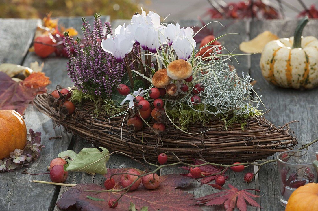 Boat-shaped basket planted with Cyclamen, Calluna