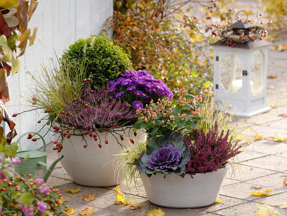 weiße Töpfe mit Hypericum 'Magical Beauty' (Johanniskraut), Aster dumosus