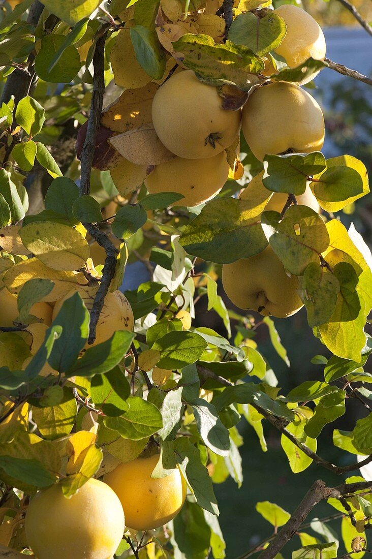 Apple quince 'Konstantinopler' (quince)