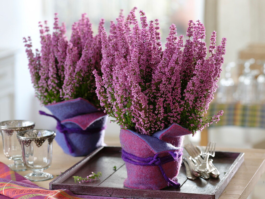 Erica gracilis 'Christine' in pink-purple felt planters