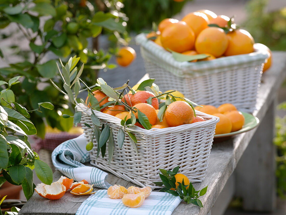 Orangen und Mandarinen (Citrus) in weißen Körben dekoriert mit Olivenzweig