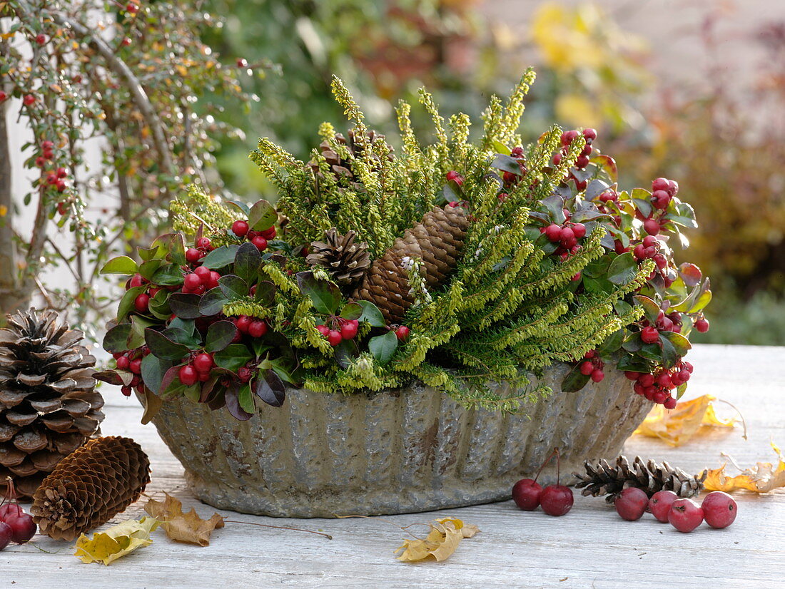 Herbstschale mit Erica x darleyensis (Schneeheide, Winterheide), Gaultheria