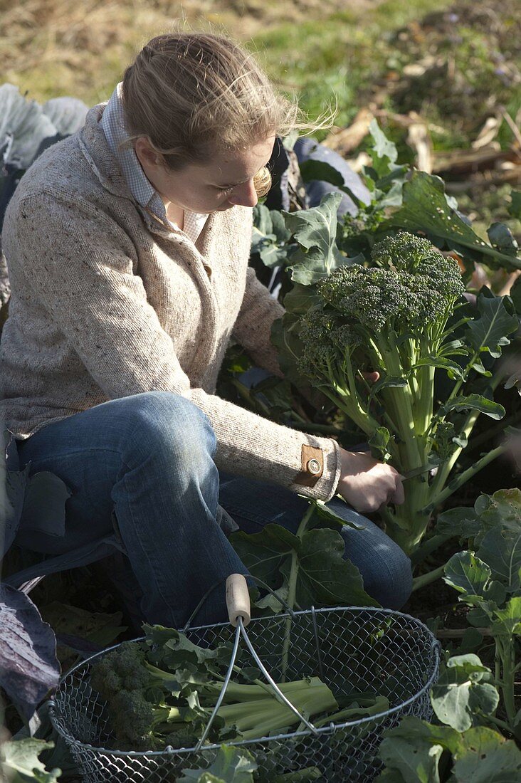 Woman is harvesting broccoli (broccoli)