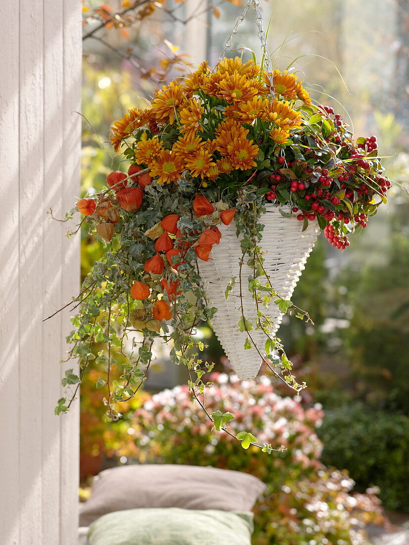 Hanging basket planted with Chrysanthemum, Gaultheria