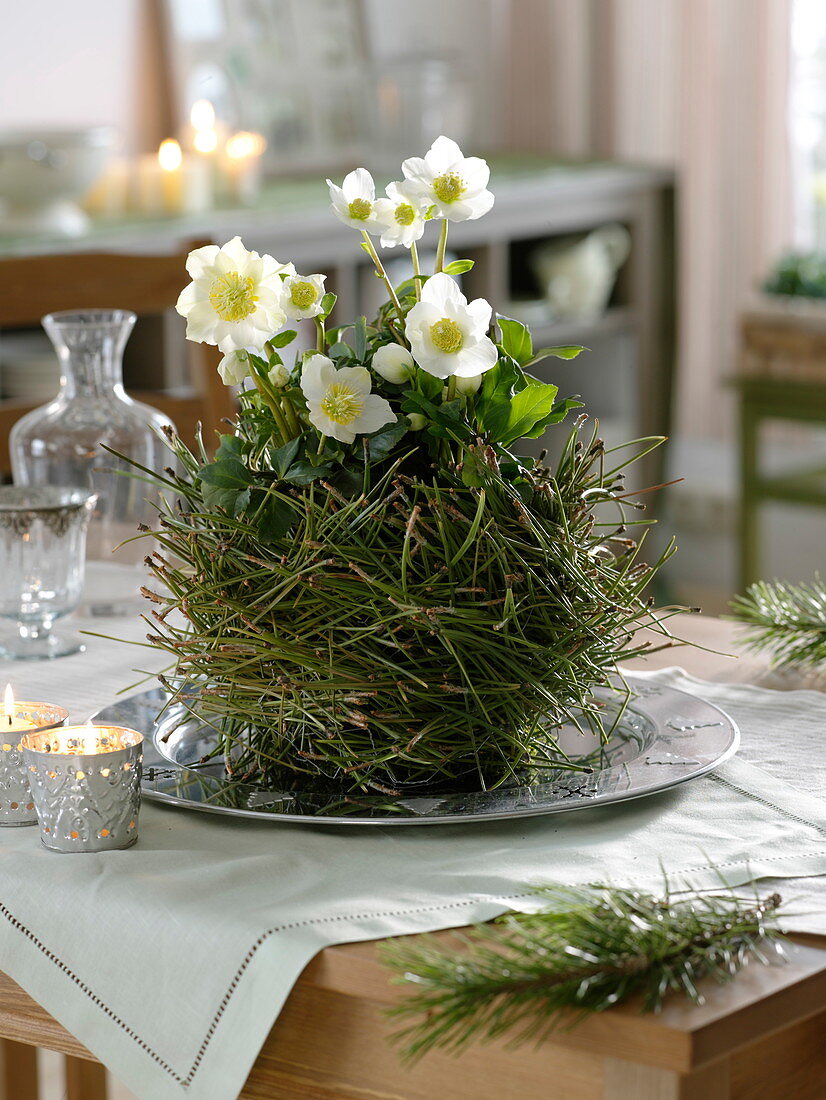 Christrose in Übertopf aus Kiefernnadeln 4/4