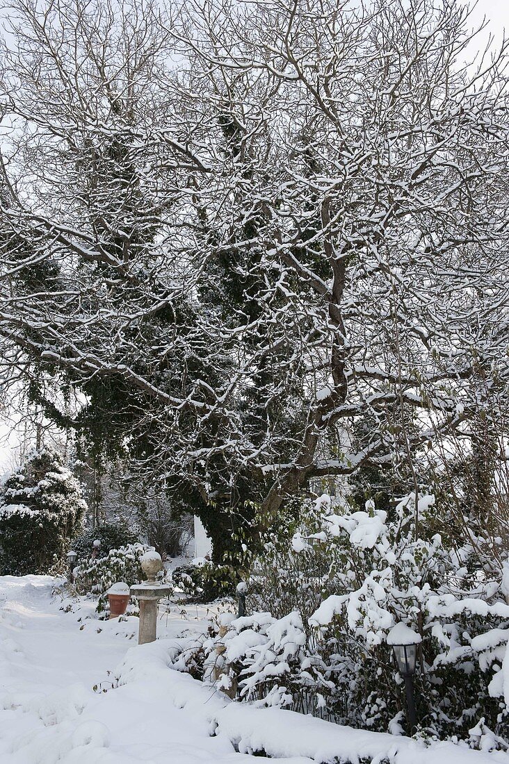 Walnut tree (Juglans regia) in snowy garden