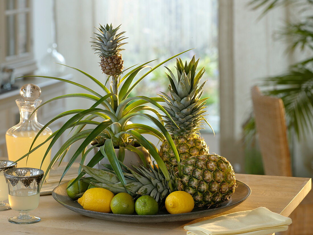 Ananas comosus (Ananas) als Zimmerpflanze mit Mini-Frucht