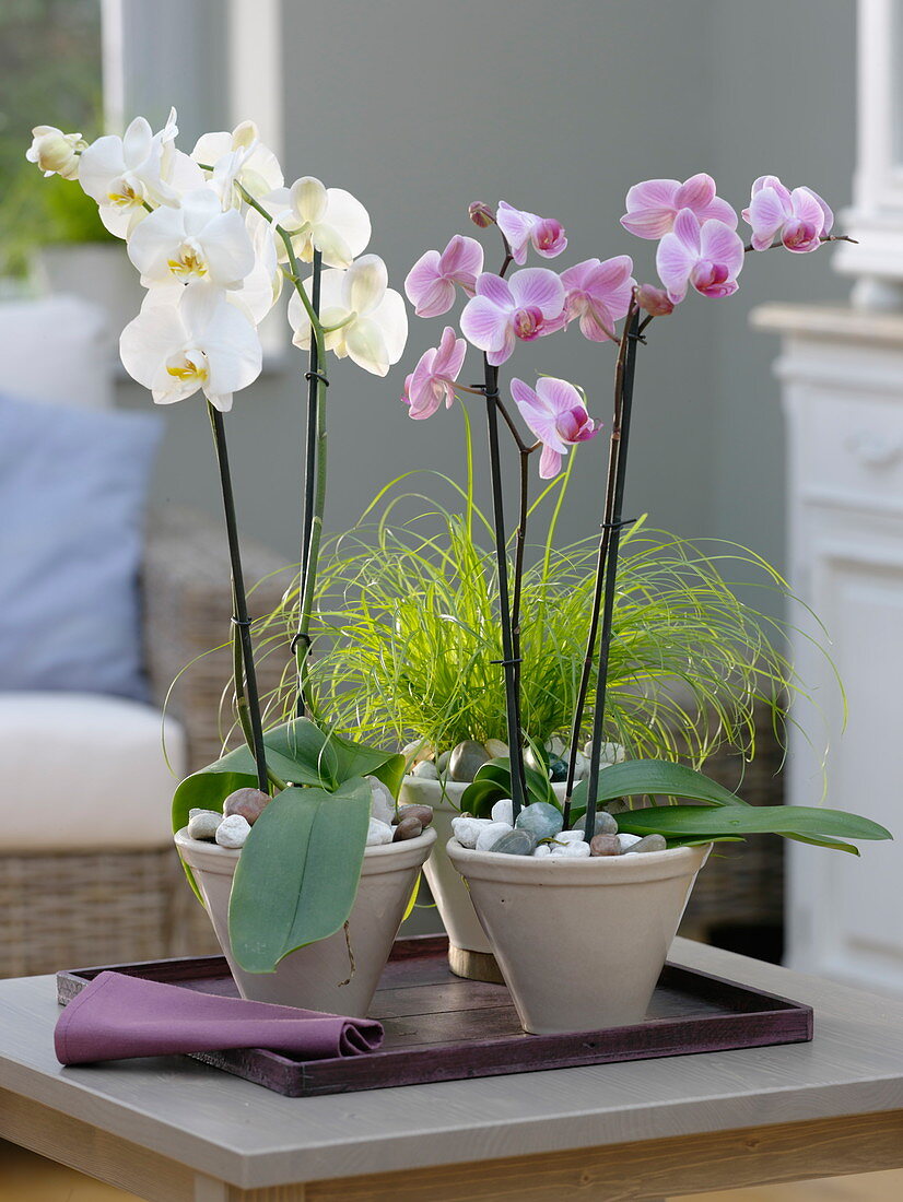 Rosa und weiße Phalaenopsis (Malayenblume, Schmetterlingsorchideen)