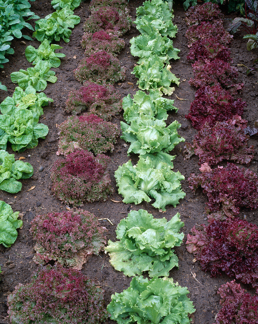 Salatbeet mit 'Lollo Rosso', 'Malika', 'Lumina',