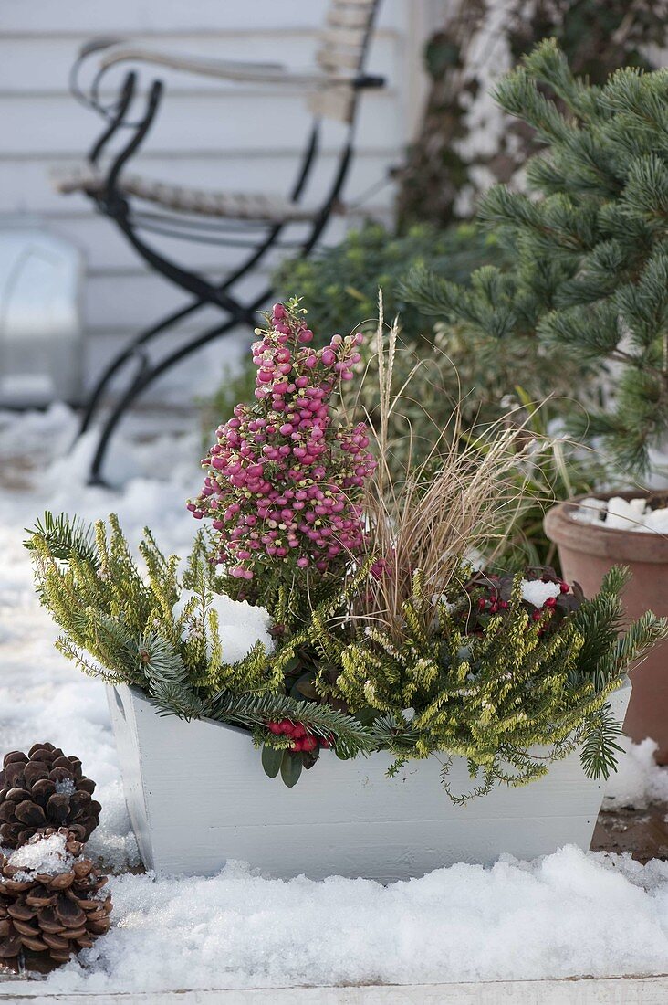 Wintry planted box with Pernettya, Erica carnea