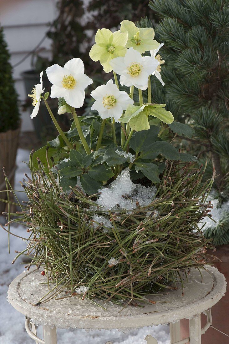 Christrose in Übertopf aus Kiefernnadeln 4/4